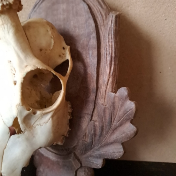 Carved Wooden Hunting Trophy Board with Skull and Small Deer Antlers - Picture 3 of 5